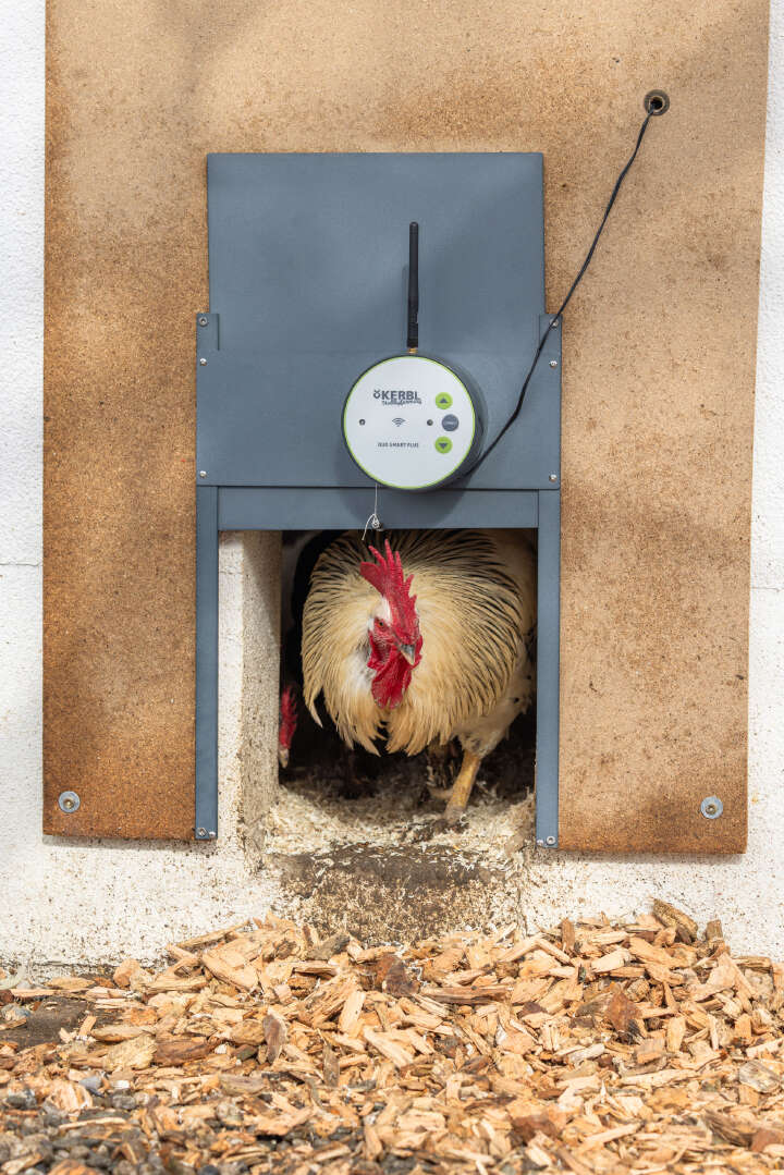 KERBL Automatische Hühnertür Komplettset